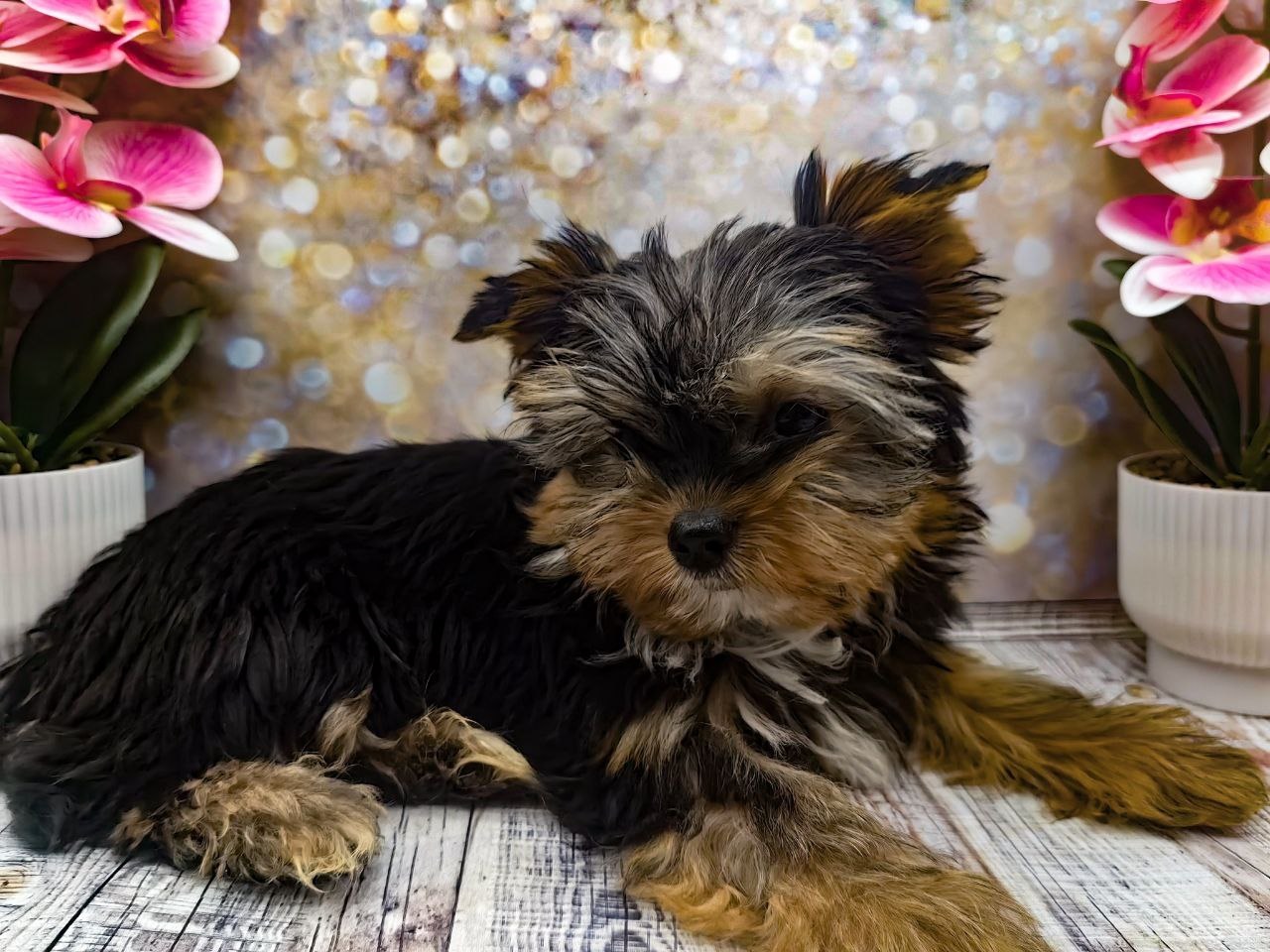 купить щенка Йоркширского терьера