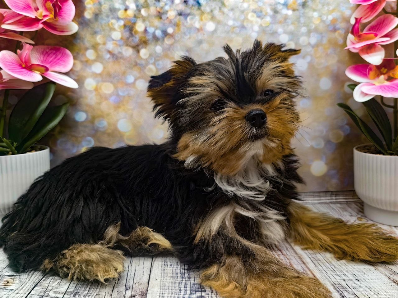 купить щенка Йоркширского терьера