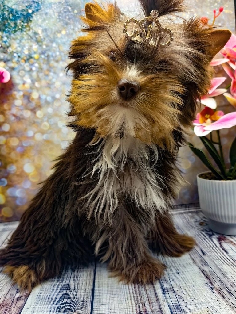 купить щенка Йоркширского терьера