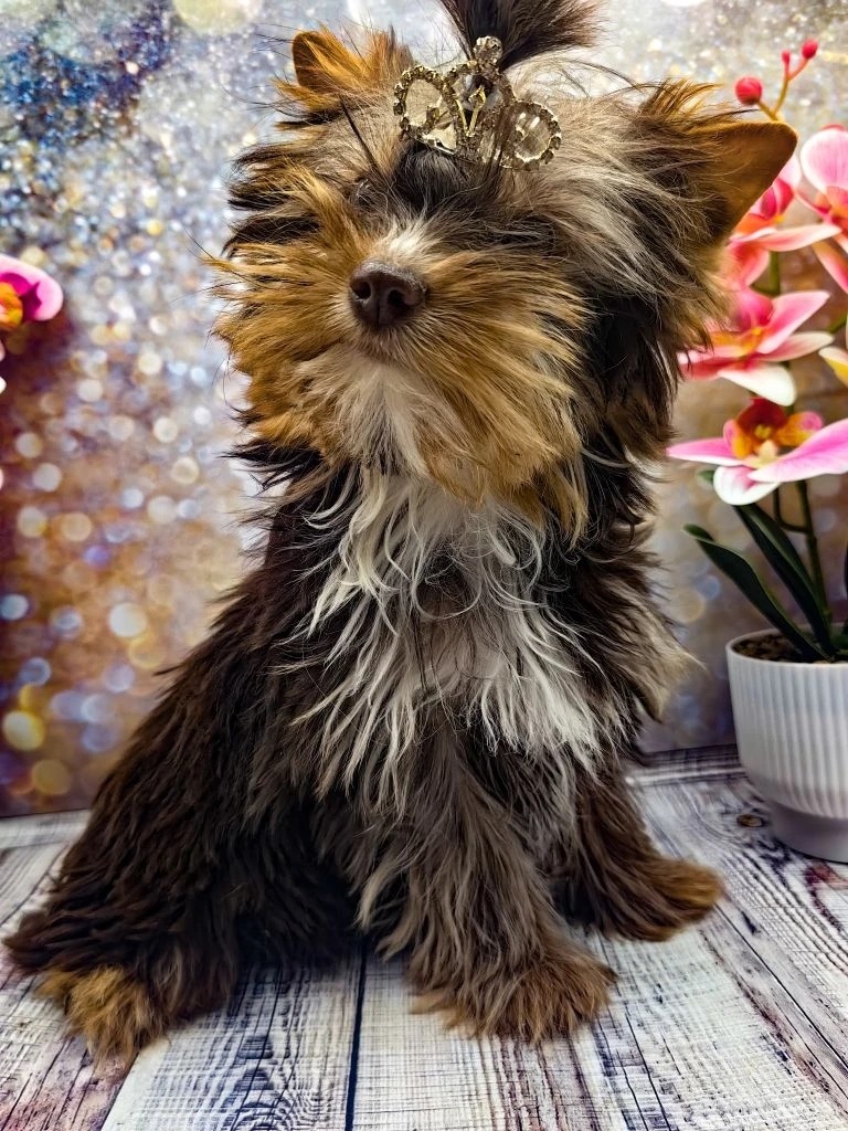 купить щенка Йоркширского терьера