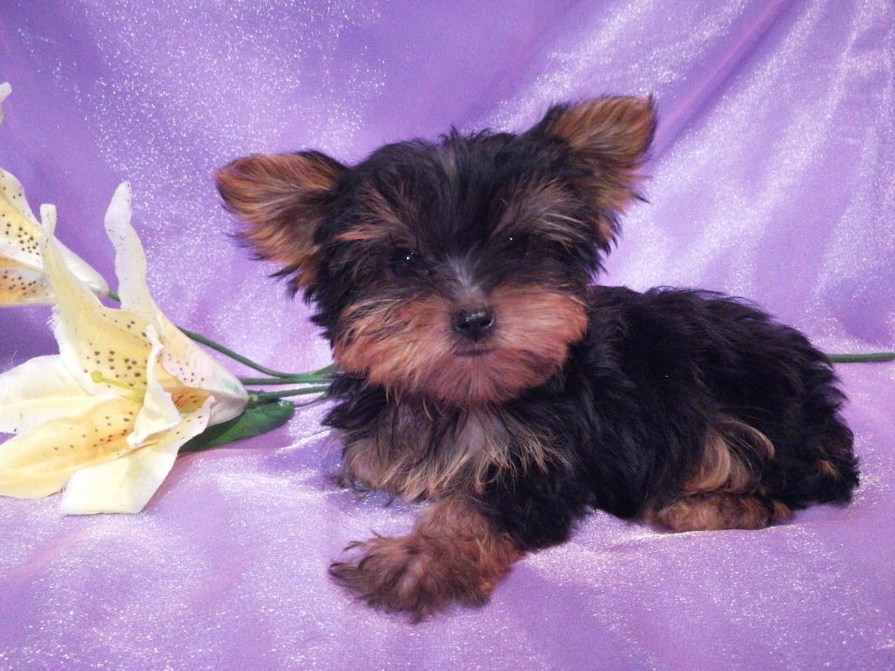 Московский терьер. Московский йорк. Йорк мини девочка. Московский йорк. Йоркширский терьер мини.