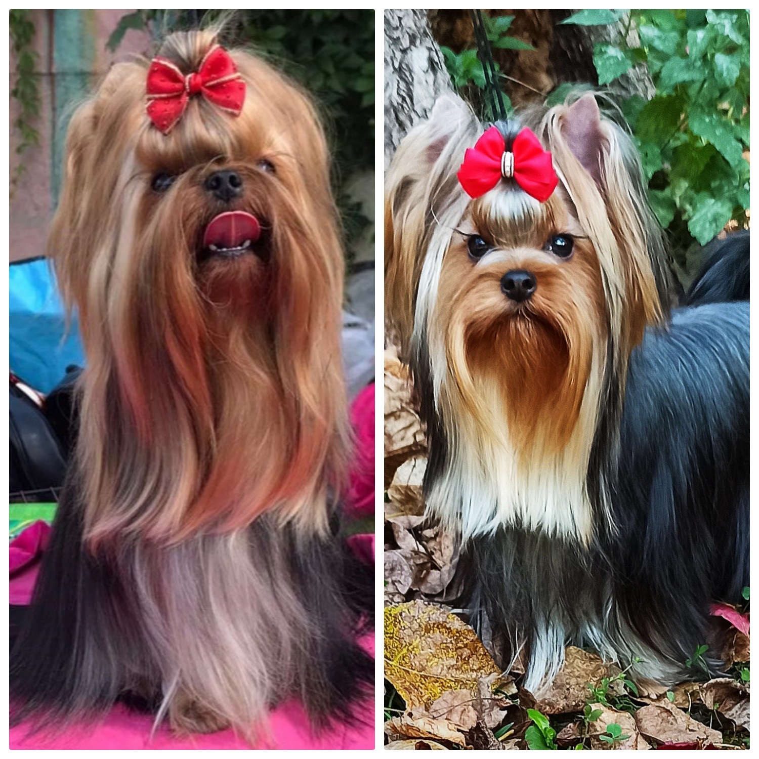 Мальчик Йоркширского терьера