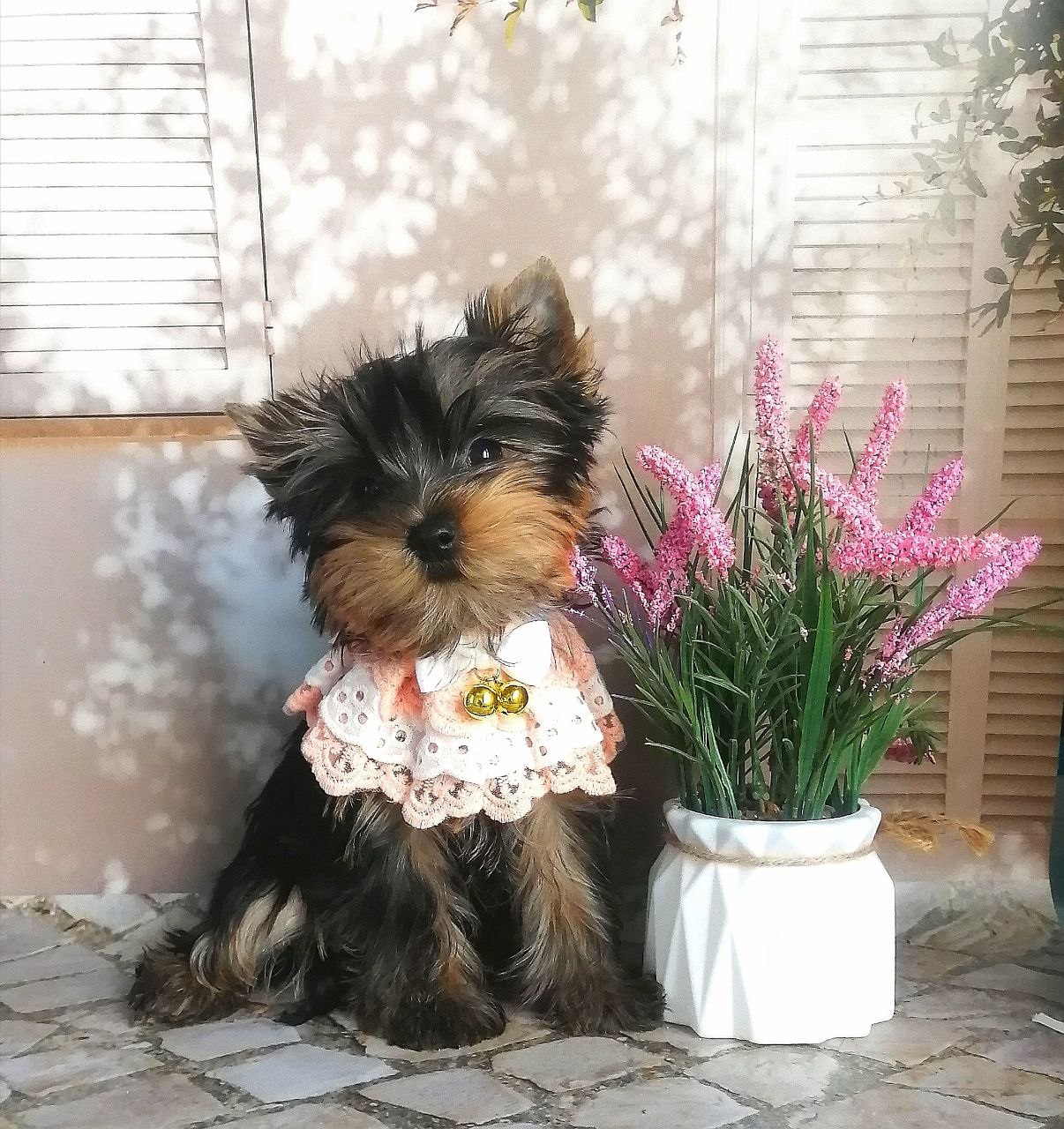 Щенок Йоркширского терьера