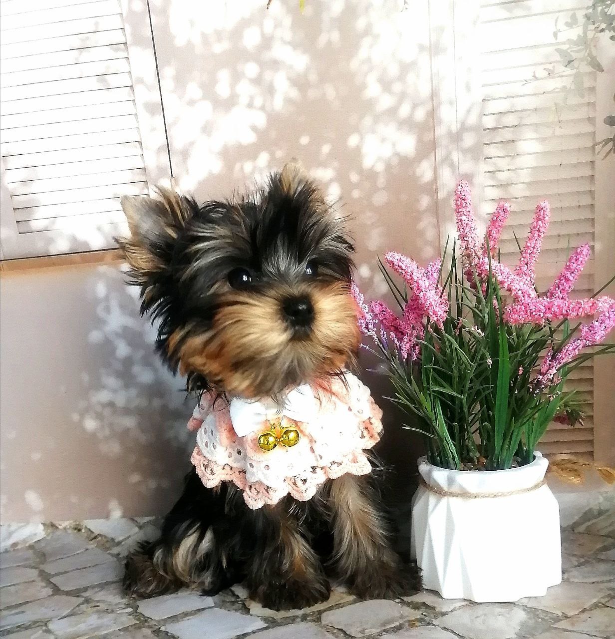 купить щенка Йоркширского терьера мини