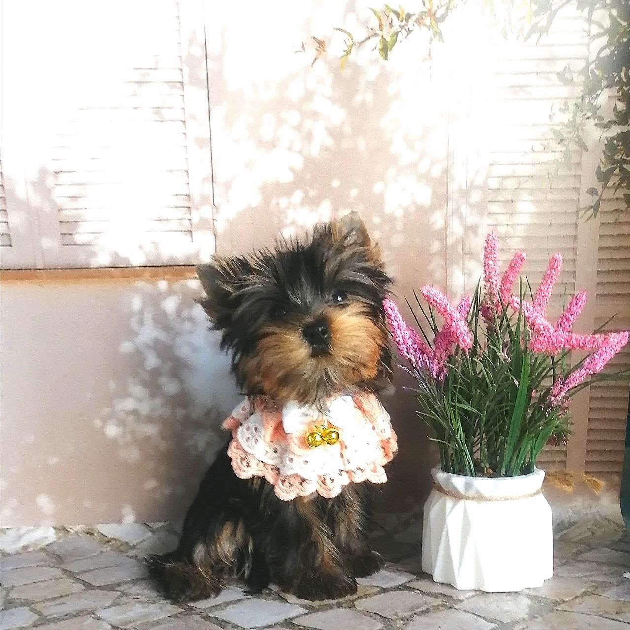 Щенок Йоркширского терьера