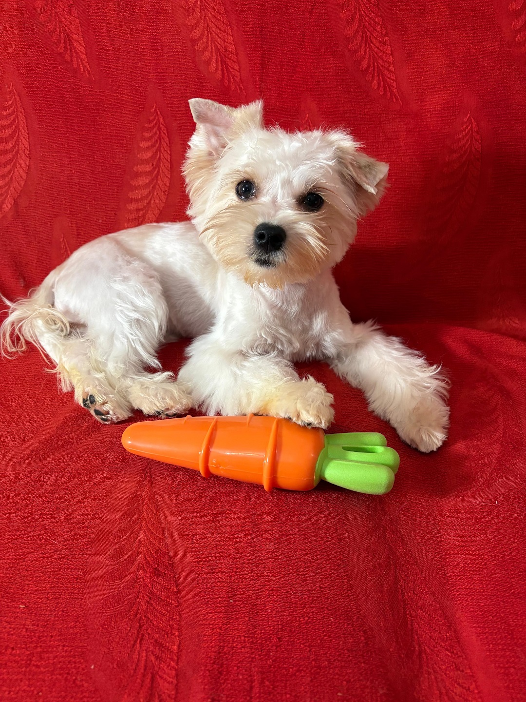 Щенок Йоркширского терьера