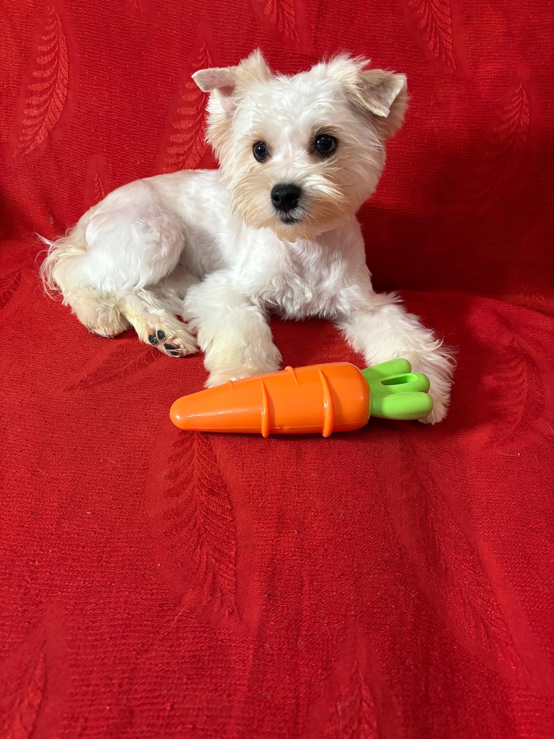 фото щенка Йоркширского терьера