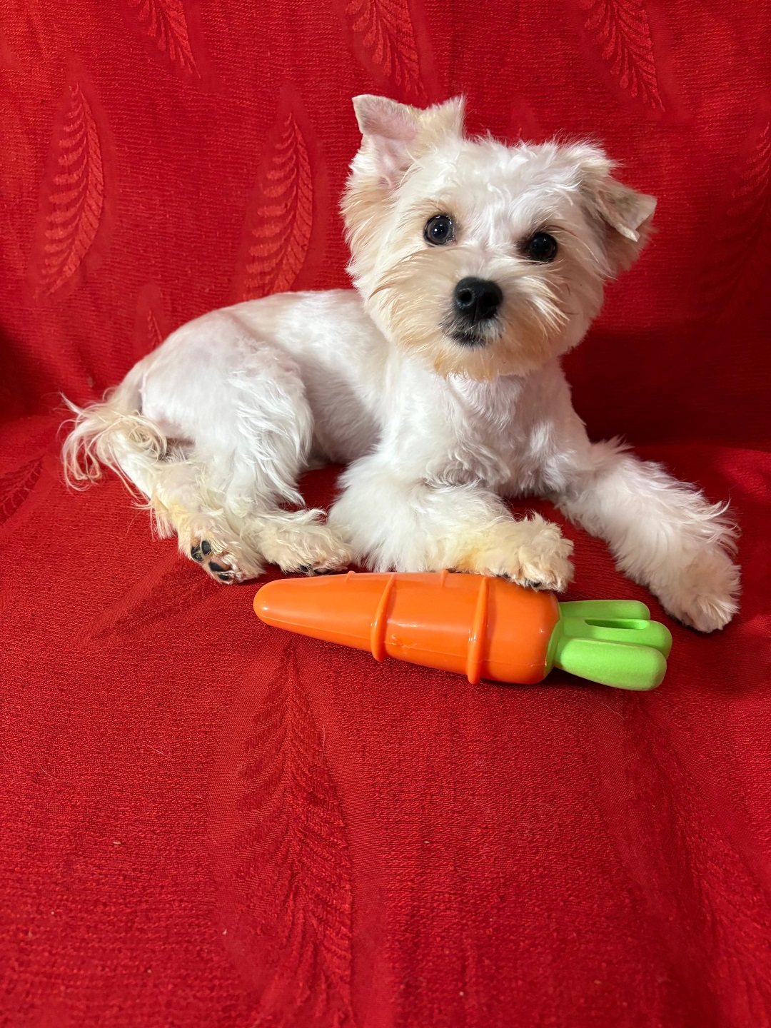 фото щенка Йоркширского терьера