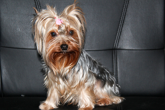 щенки Йоркширского терьера