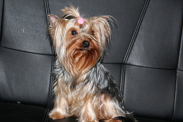 щенки Йоркширского терьера