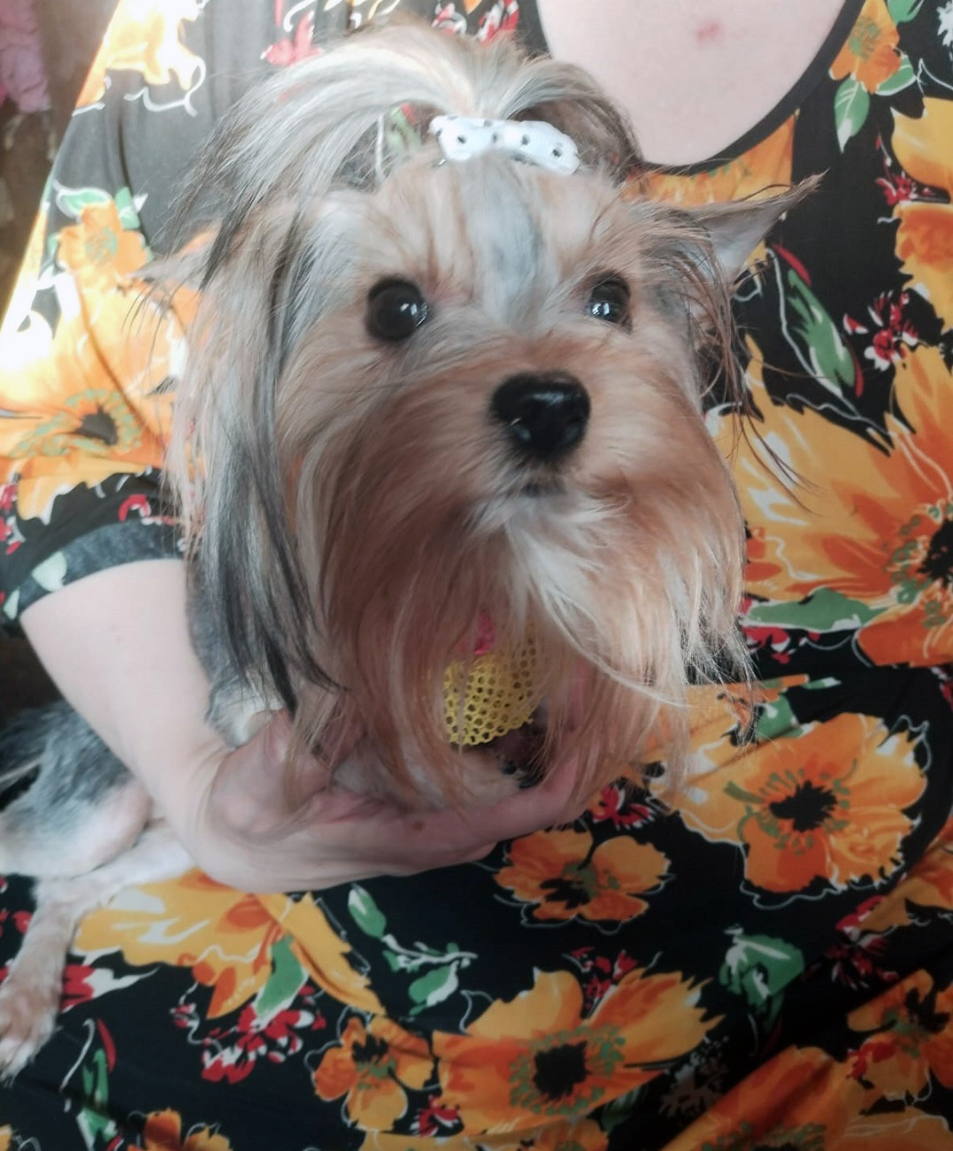 Щенок Йоркширского терьера