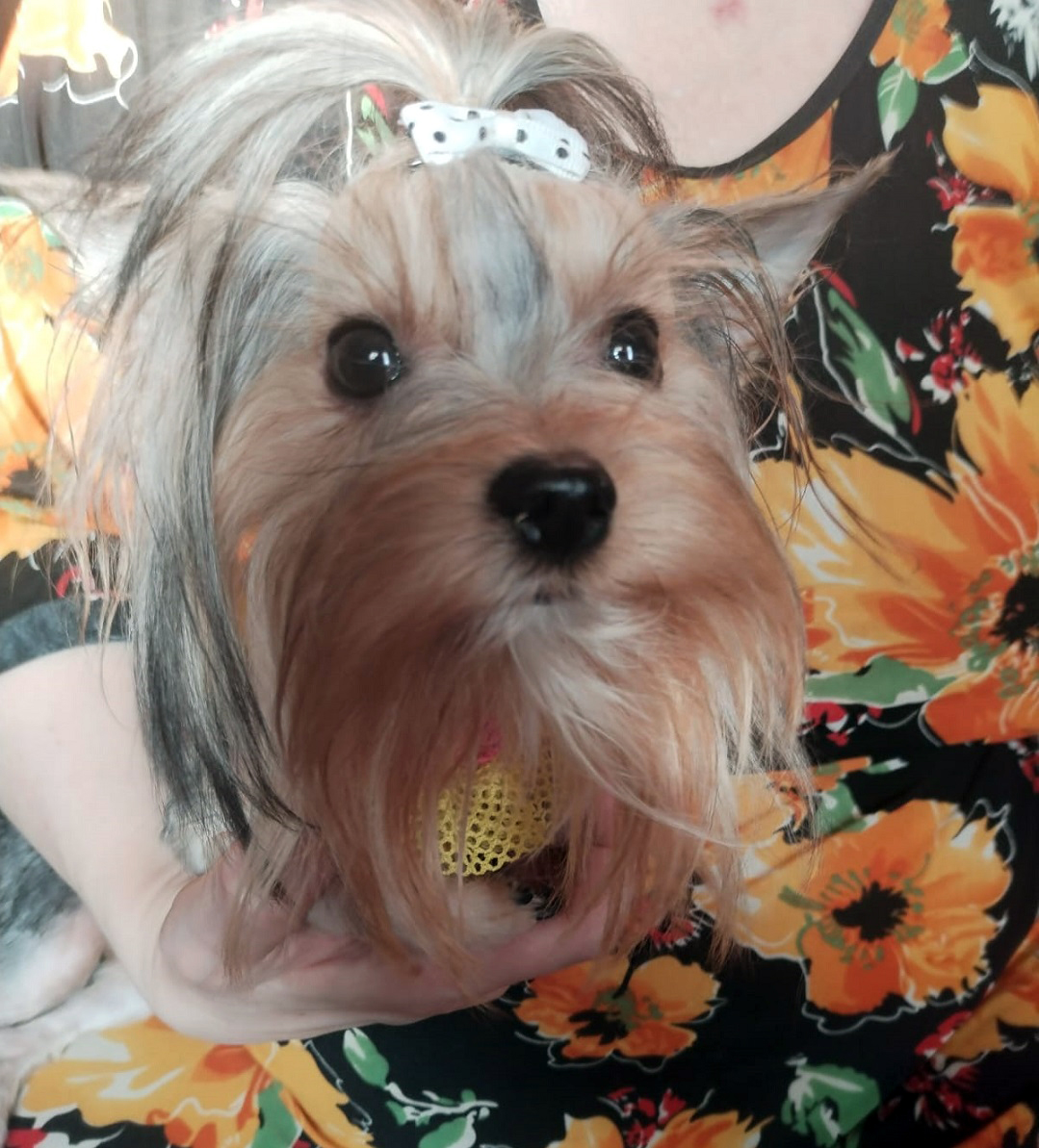 Щенок Йоркширского терьера