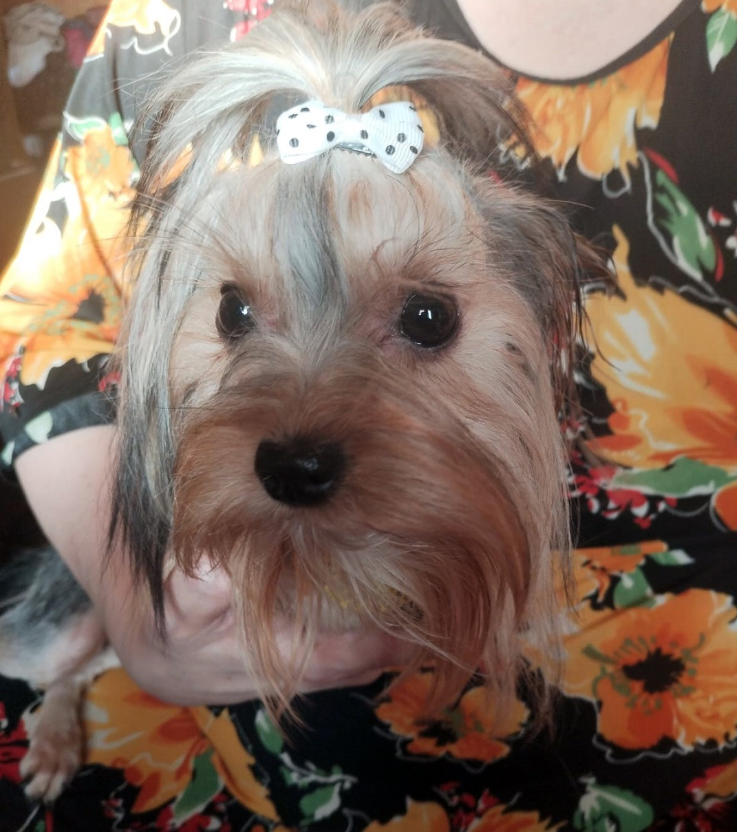 Щенок Йоркширского терьера