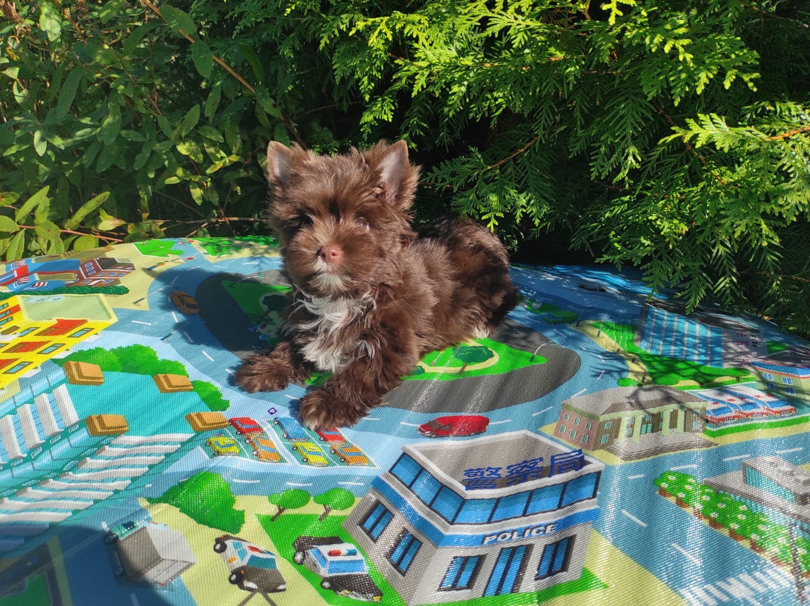 щенки Йоркширского терьера