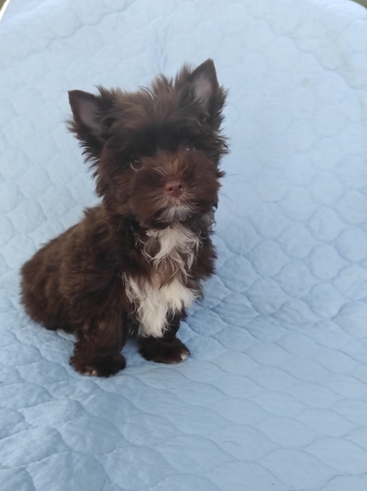 щенки Йоркширского терьера