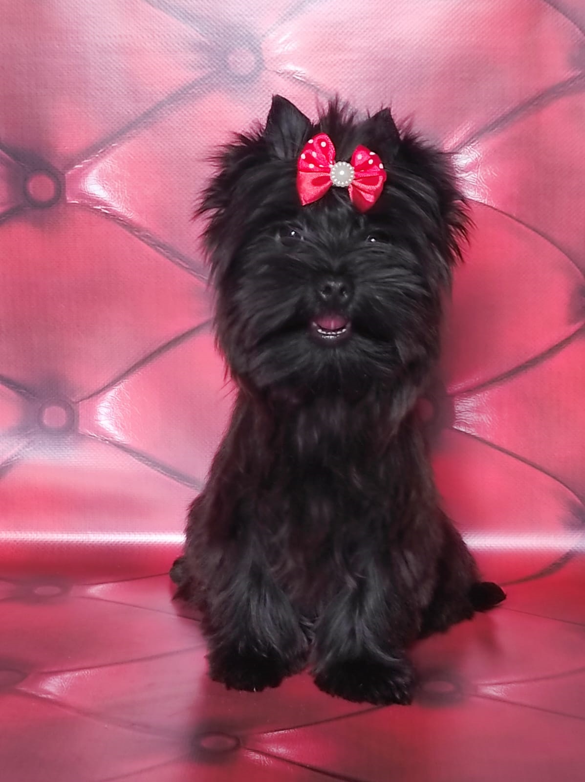 купить щенка Йоркширского терьера