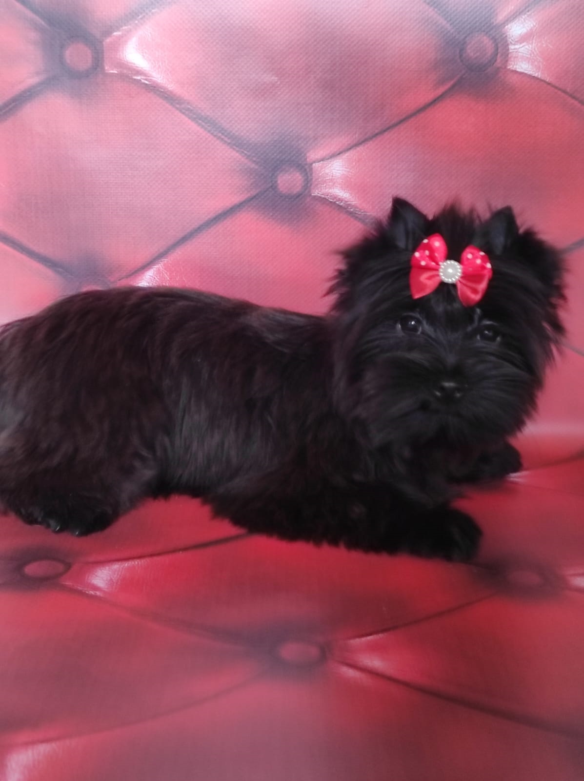 купить щенка Йоркширского терьера