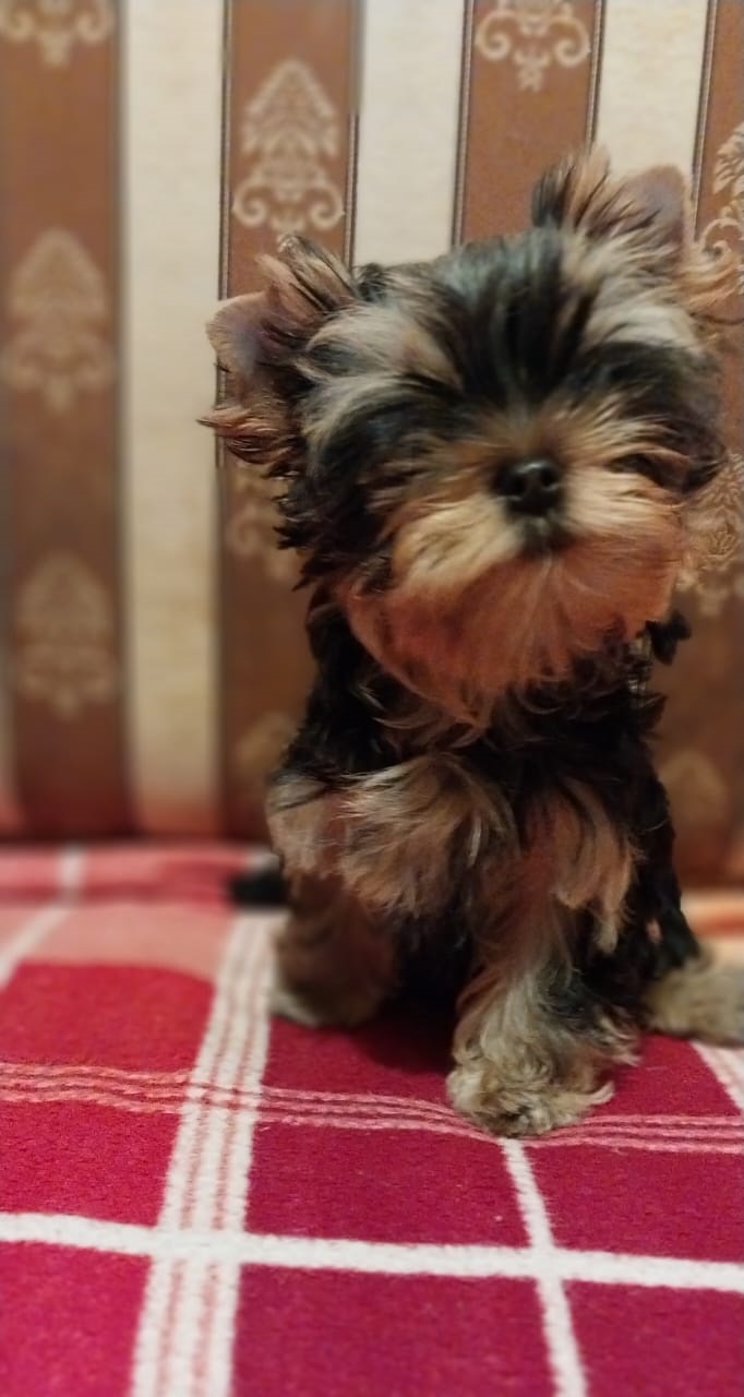 Щенок Йоркширского терьера