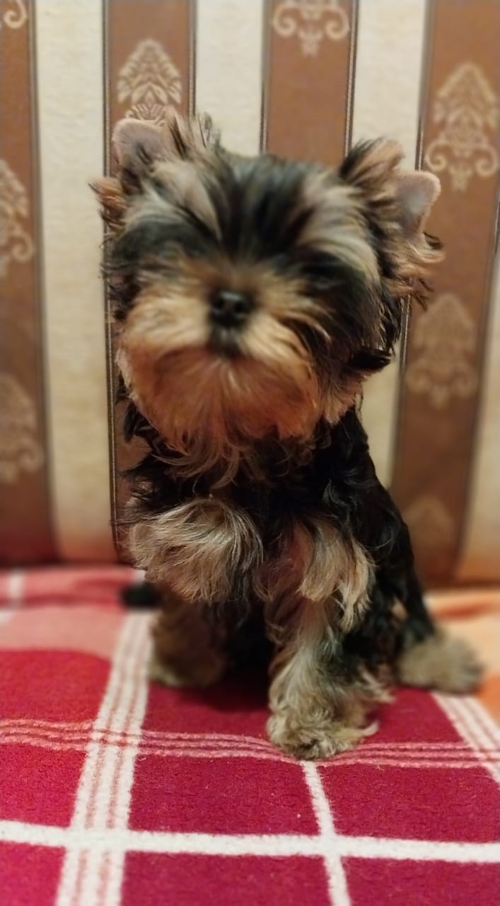 купить щенка Йоркширского терьера мини
