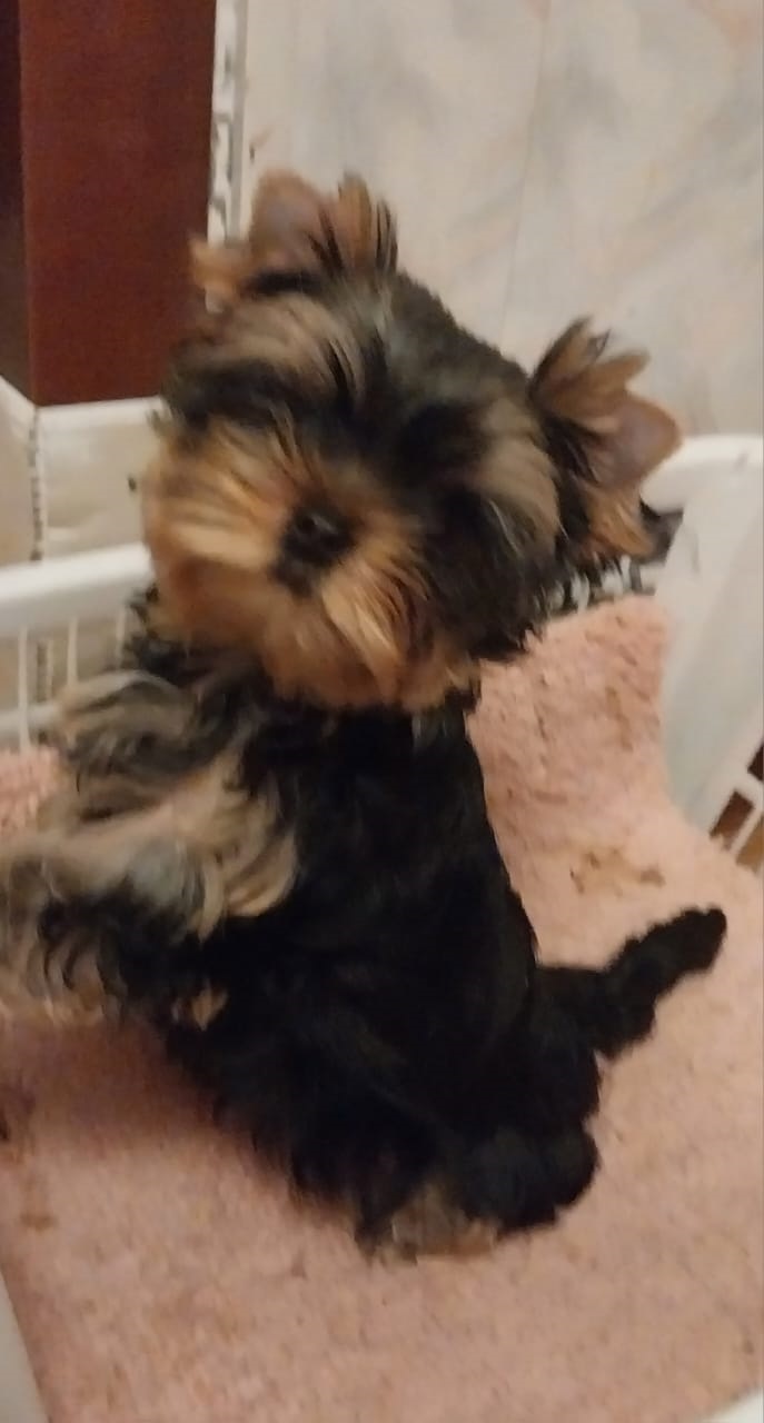 купить щенка Йоркширского терьера мини