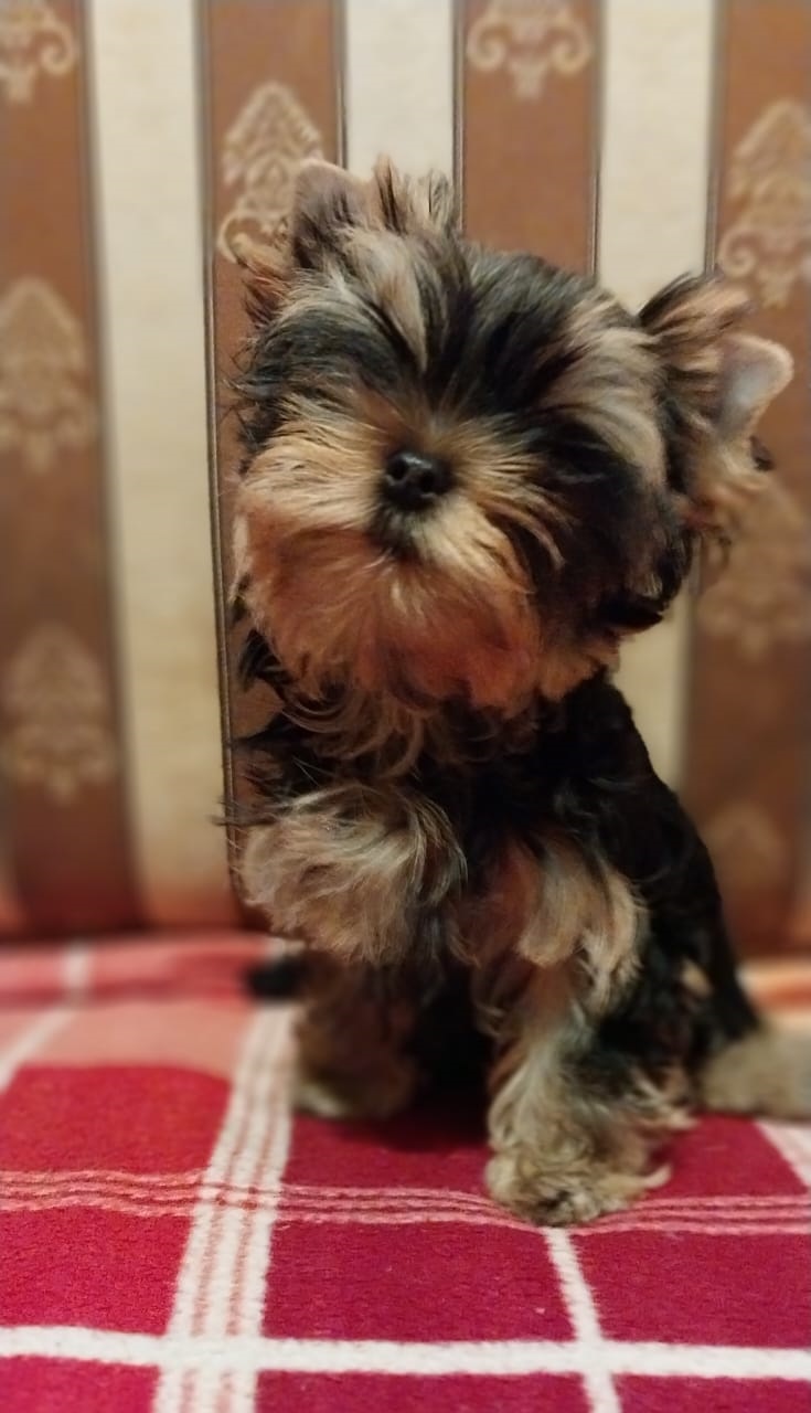 Щенок Йоркширского терьера