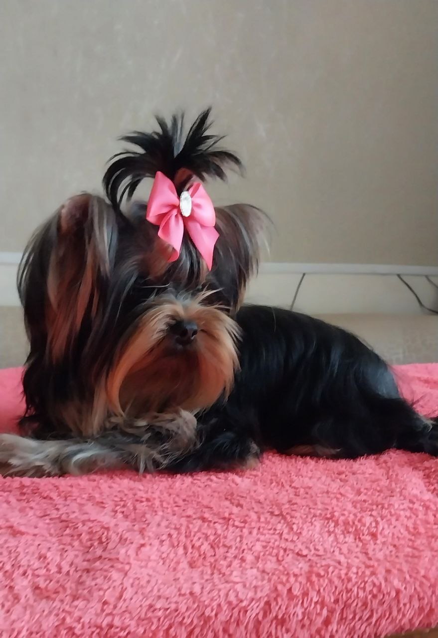 Щенок Йоркширского терьера