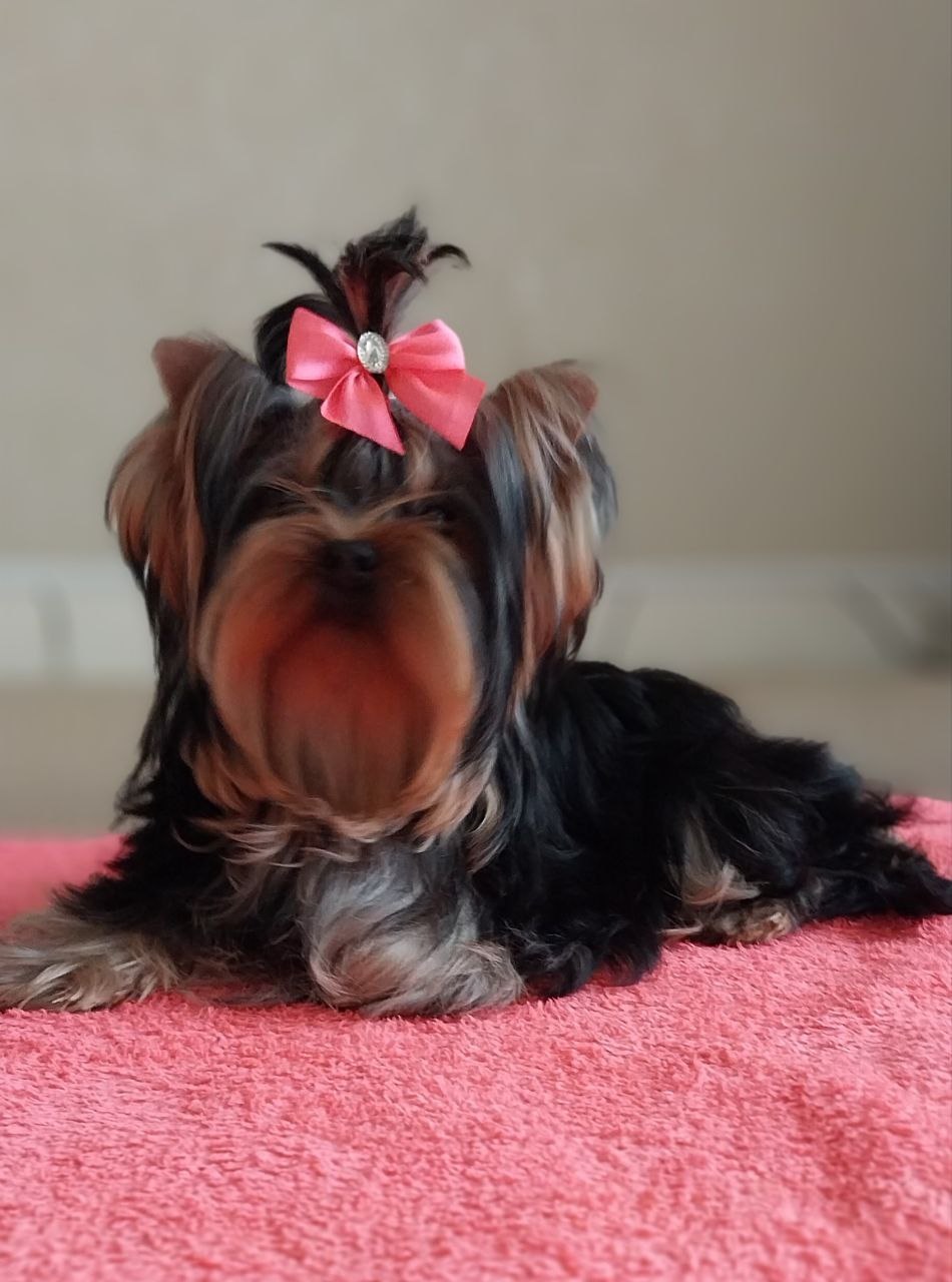 купить щенка Йоркширского терьера мини