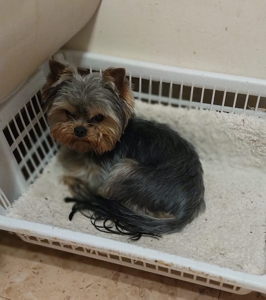 Щенок Йоркширского терьера