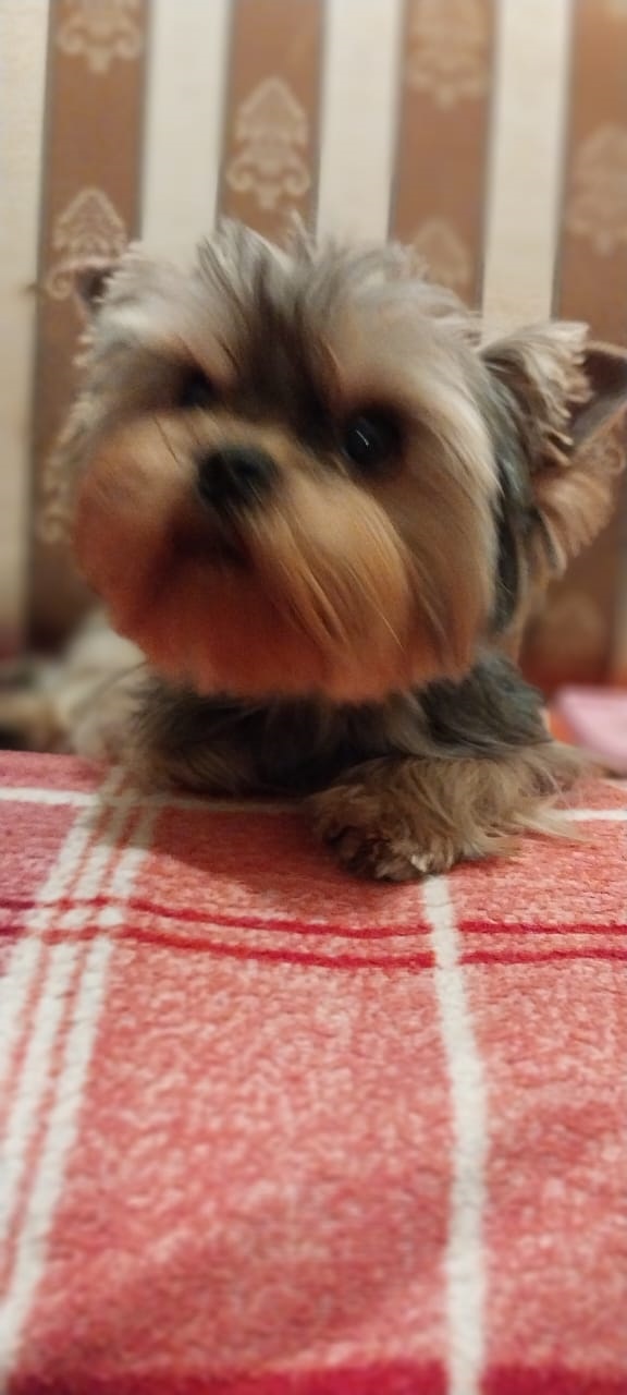 купить щенка Йоркширского терьера мини