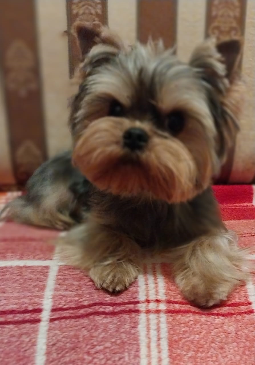 Щенок Йоркширского терьера