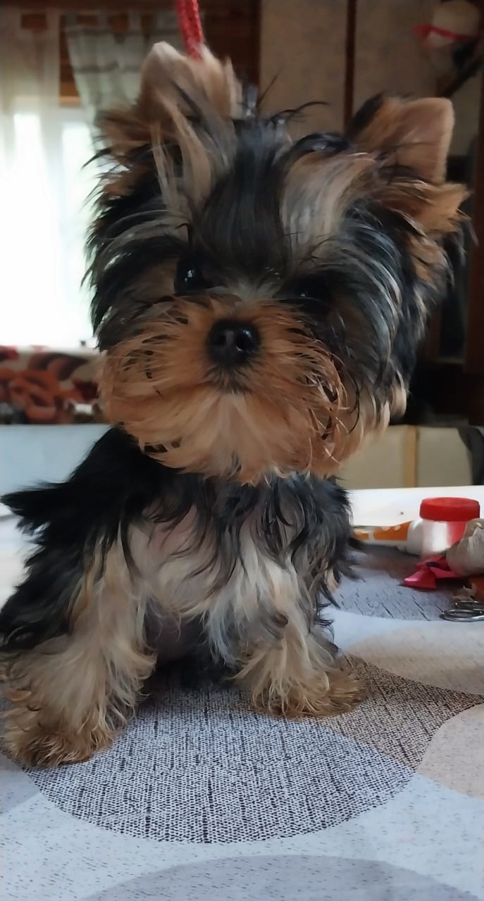 Щенок Йоркширского терьера