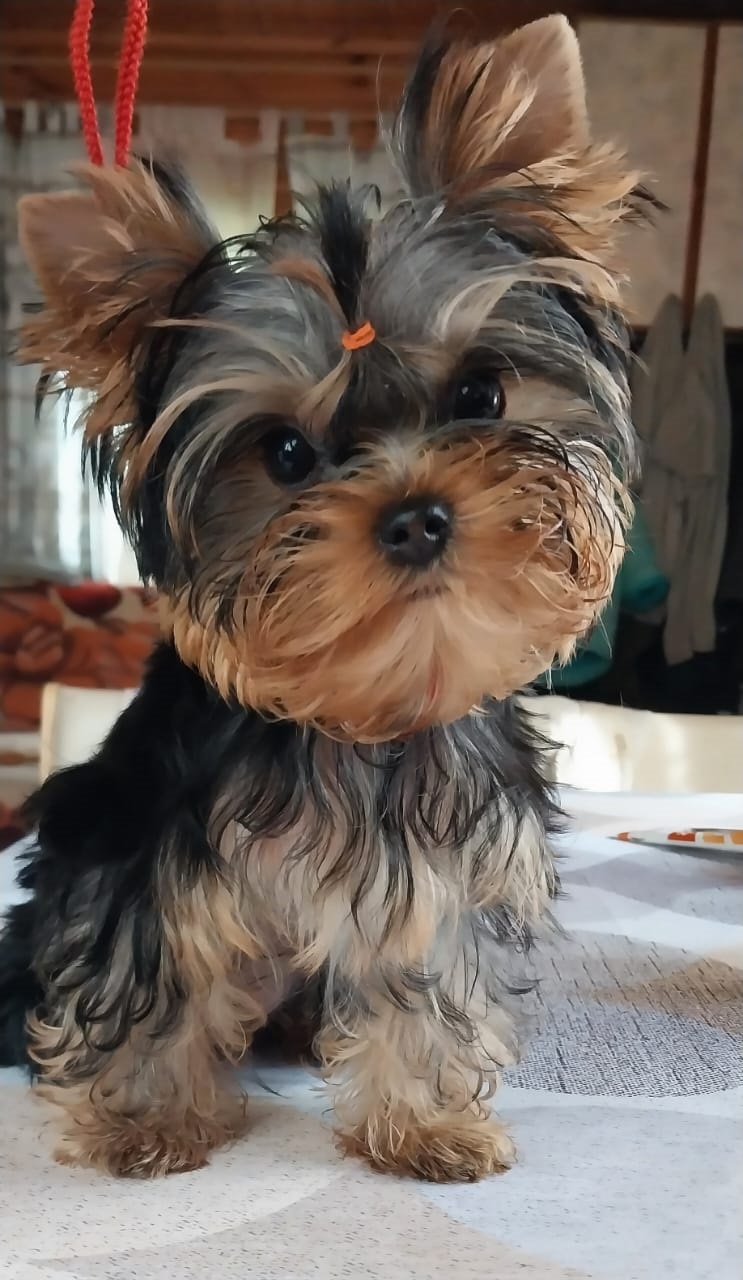 купить щенка Йоркширского терьера мини