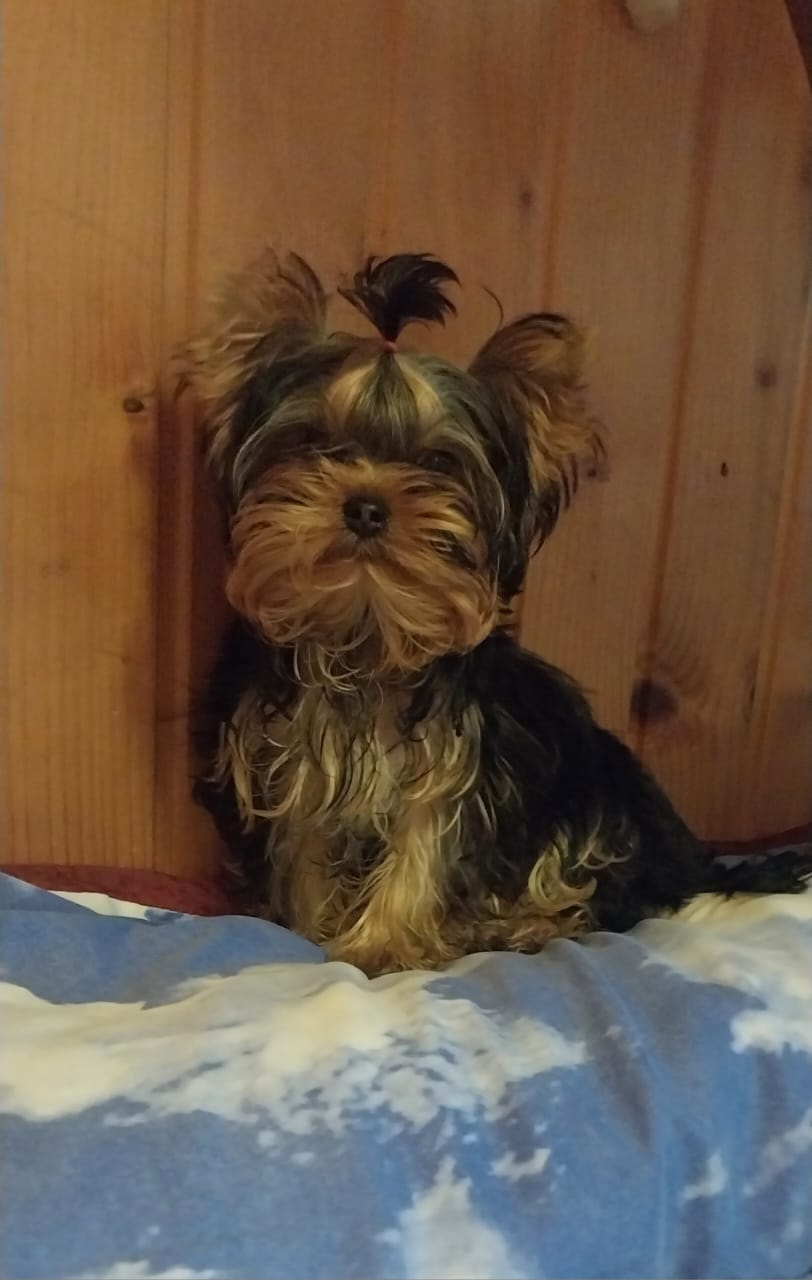 Щенок Йоркширского терьера