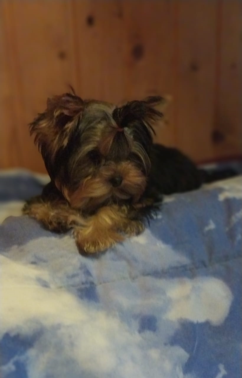 купить щенка Йоркширского терьера мини