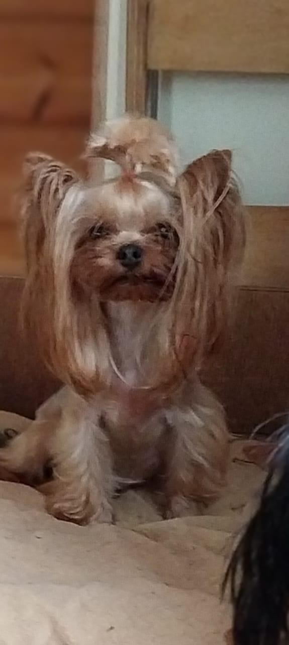 щенок девочка Йоркширский терьер