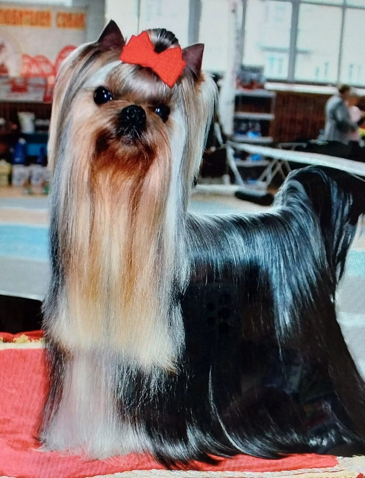 щенок мальчик Йоркширский терьер