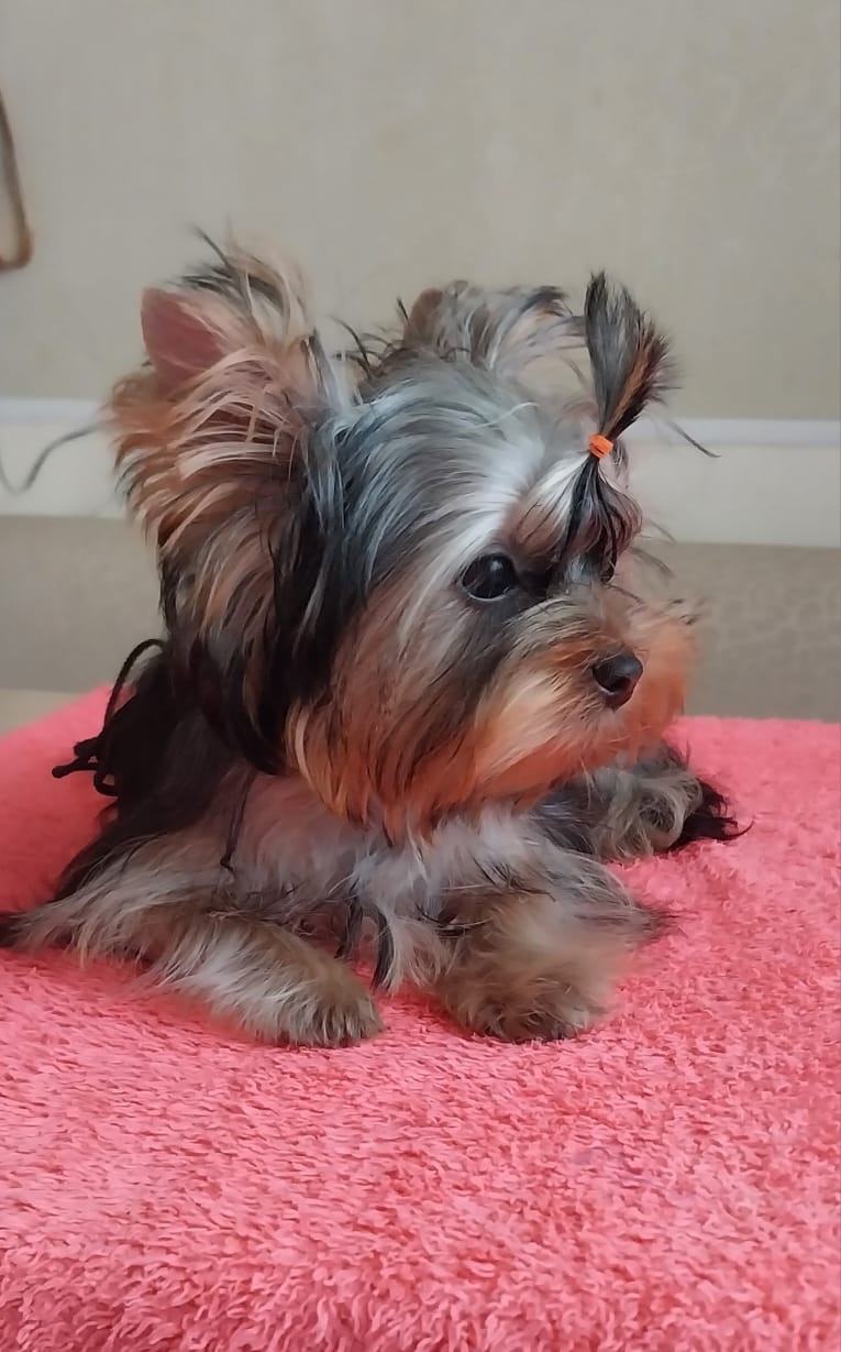 Щенок Йоркширского терьера