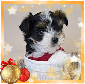 Бивер Йорк девочка мини