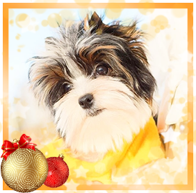 Бивер Йорк девочка мелкий стандарт