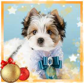 Бивер Йорк девочка мини