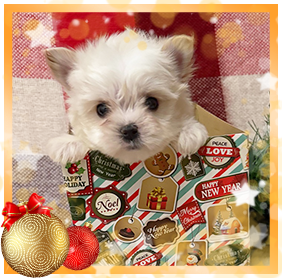 Бивер Йорк девочка мини