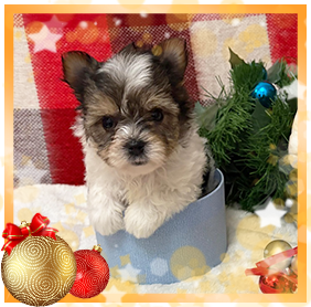 Бивер Йорк девочка мини