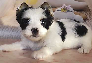 фото щенка Биро