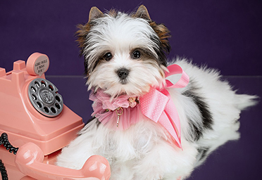 фото щенков Бивера