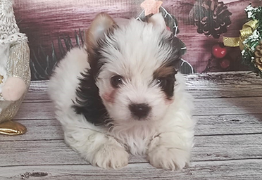 фото щенка Биро