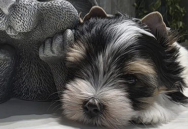 фото щенков Бивера