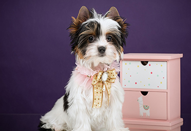 фото щенков Бивера