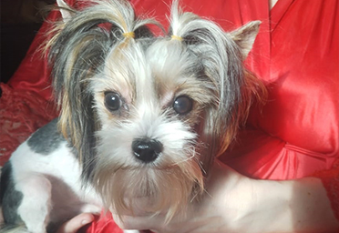 Девочка Померанец