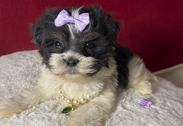 фото щенков Бивера