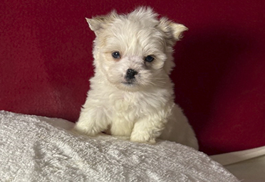 фото щенка Бивер Йорка